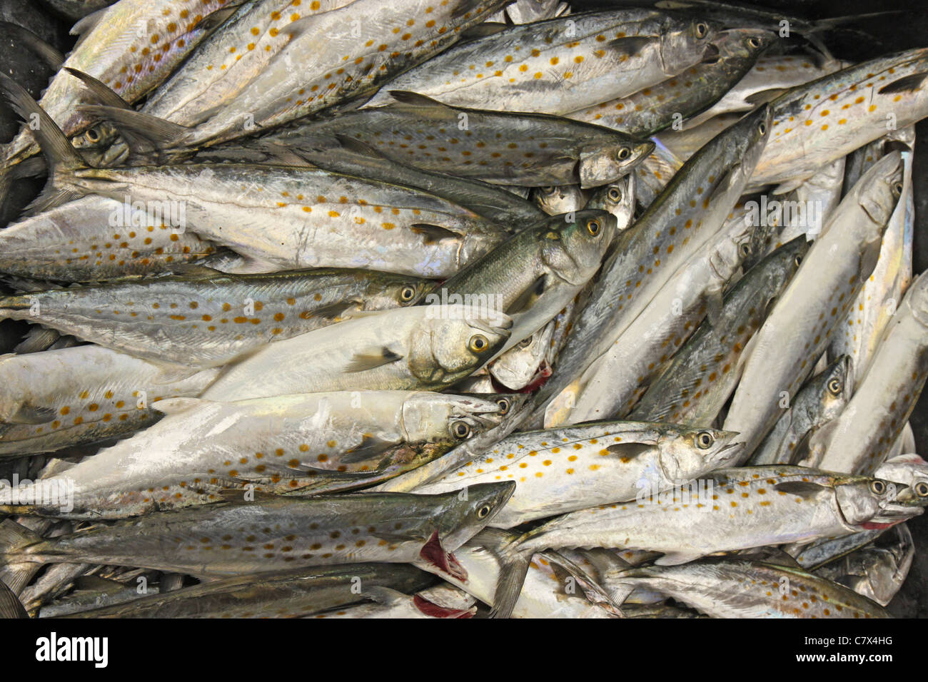 Großen Fang des spanischen Makrele (Scomberomorus Maculatus) nach einem Tag der Fischerei aus den Outer Banks von North Carolina Stockfoto