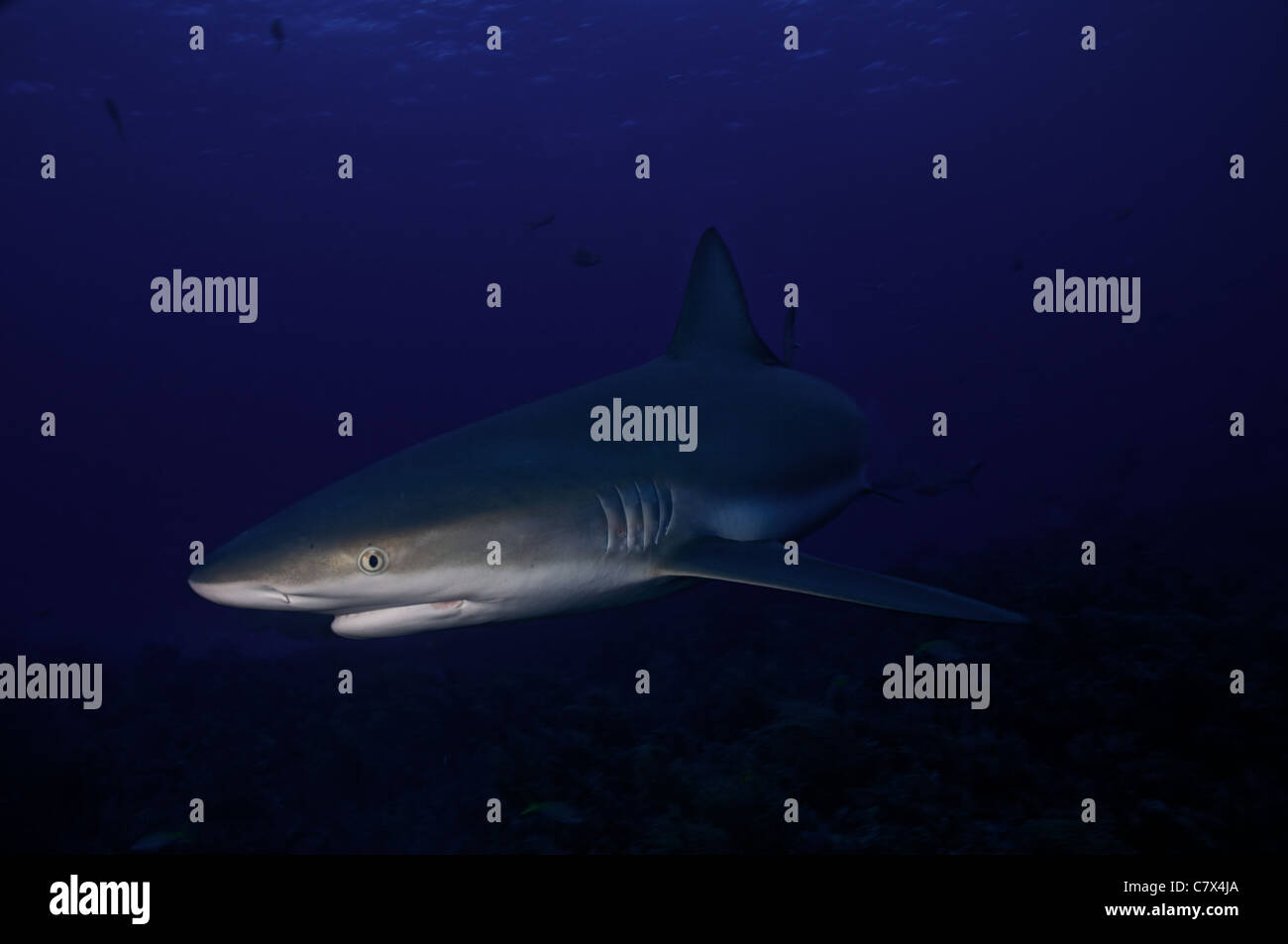 Caribbean Reef Shark schwimmen in den blauen Gewässern der Bahamas. Stockfoto