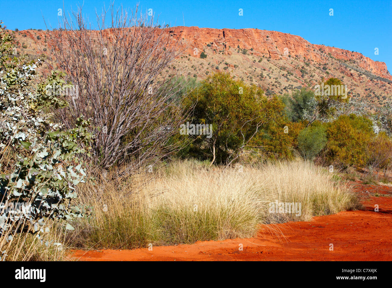 Spinifex Grass, Alice Springs Desert Park, Australien Stockfoto