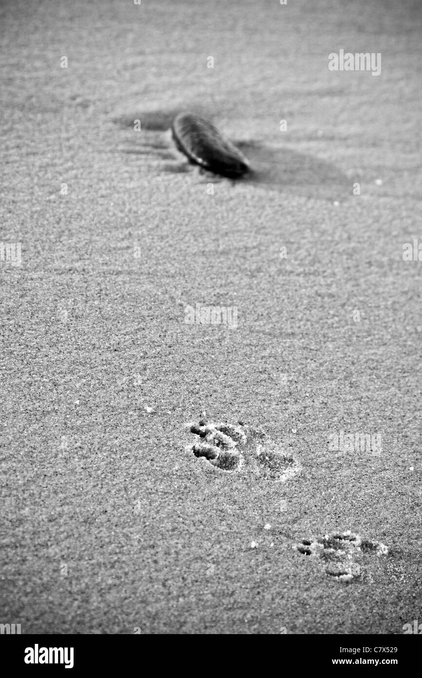 Einzelner Stein und Hund Fußspuren im Sand am Strand von Carmel am Meer, California Stockfoto