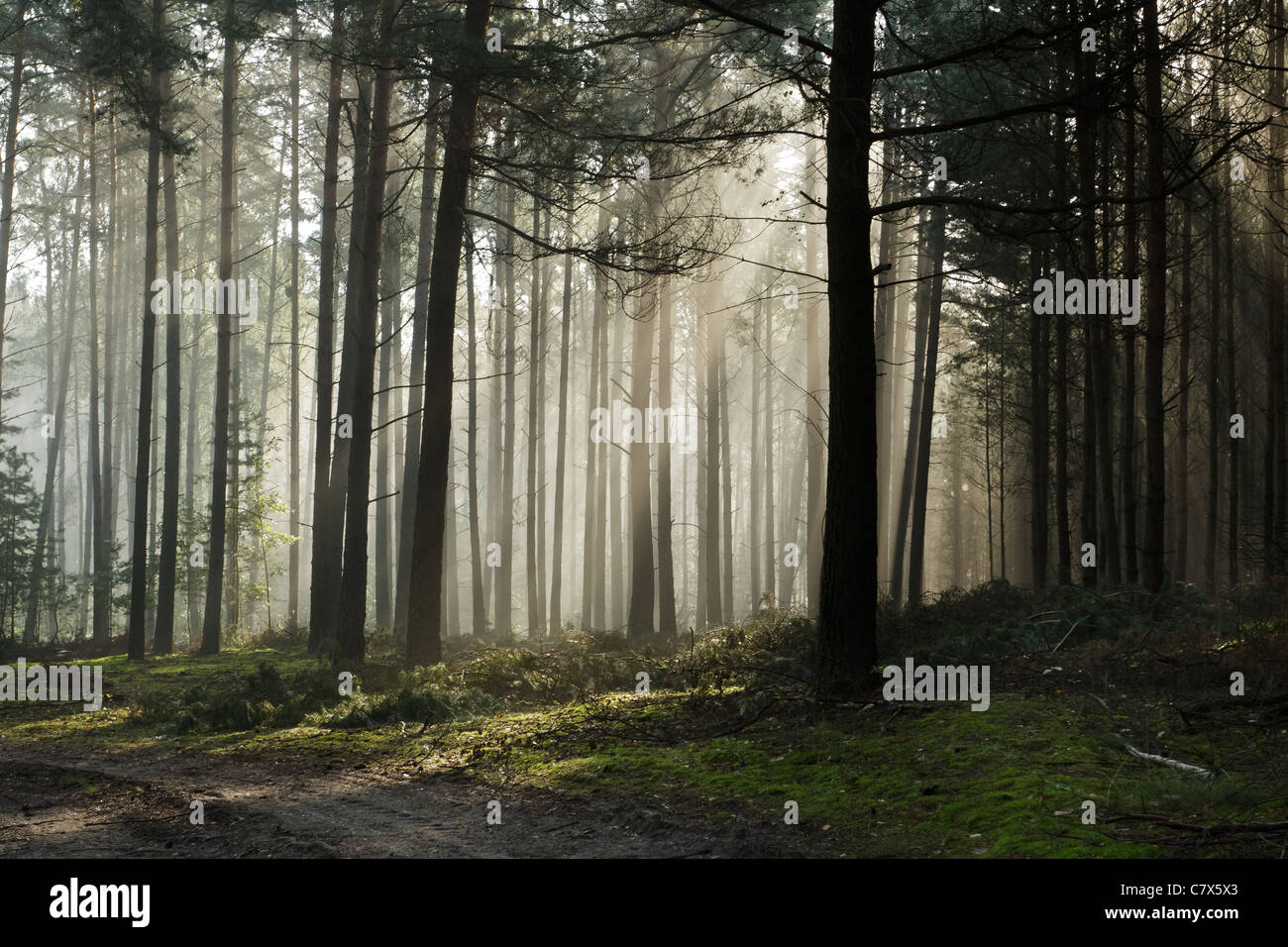 Wanderweg im nebligen nebligen Wald Stockfoto