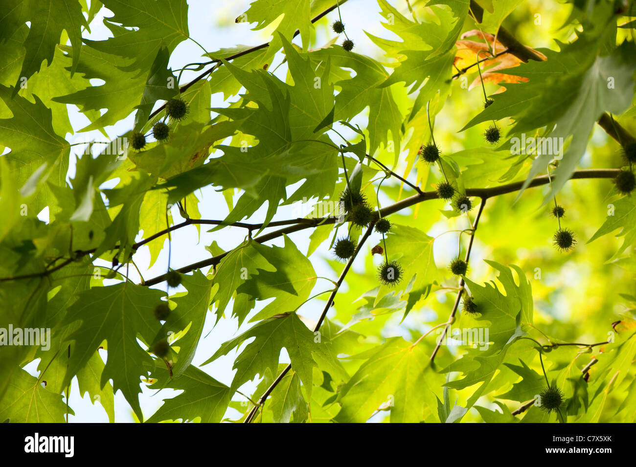 Plantanus Orientalis, orientalische Platane Stockfoto