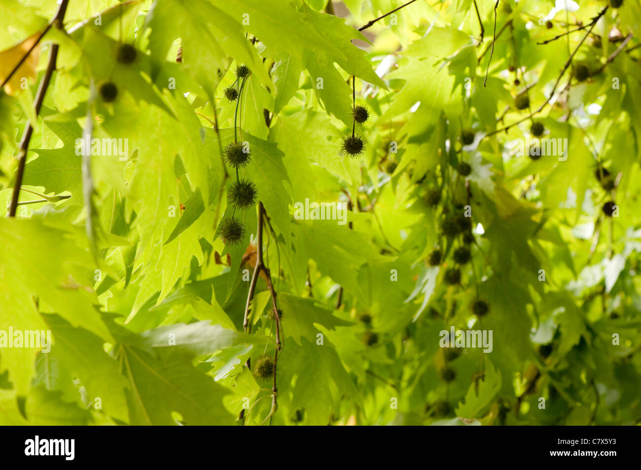 Plantanus Orientalis, orientalische Platane Stockfoto