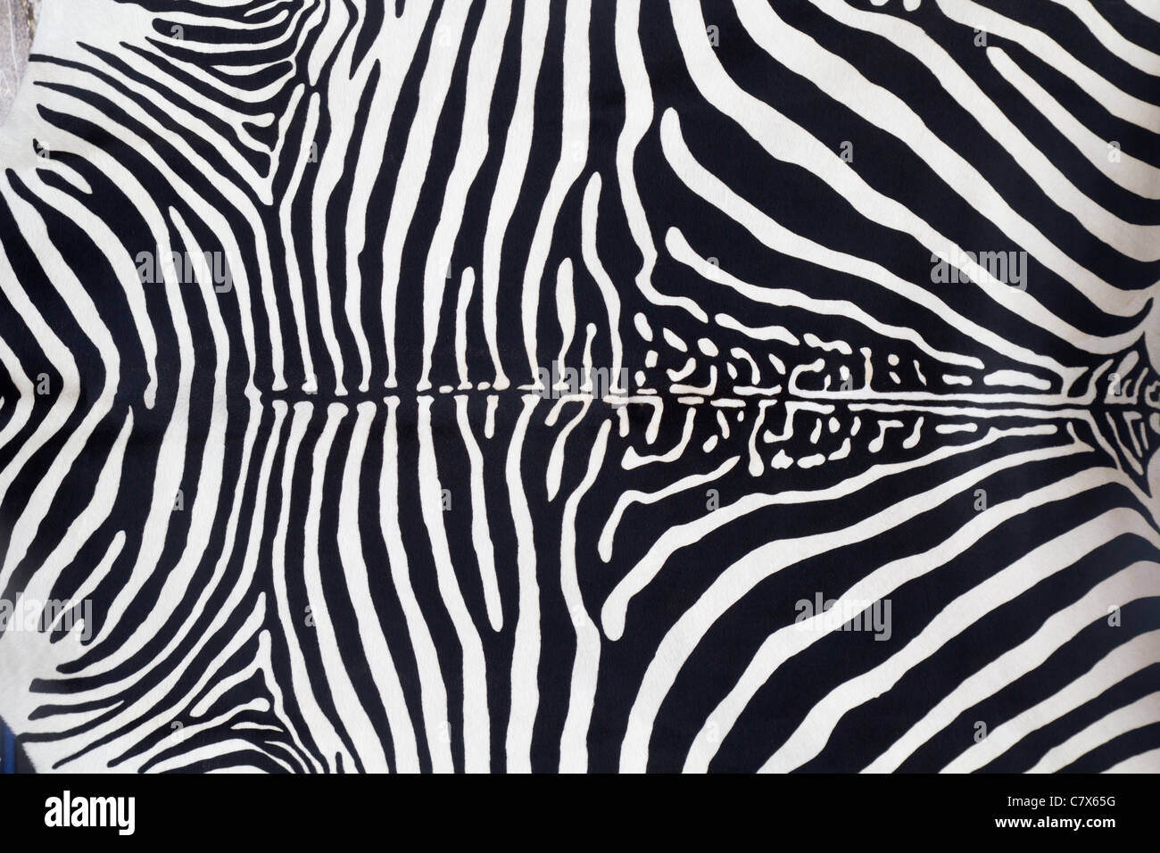 Zebra Haut Lederstruktur gemalt von einer Kuh Stockfoto