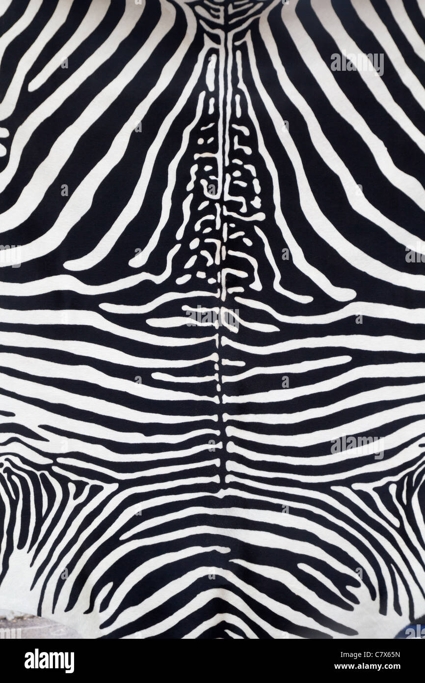 Zebra Haut Lederstruktur gemalt von einer Kuh Stockfoto