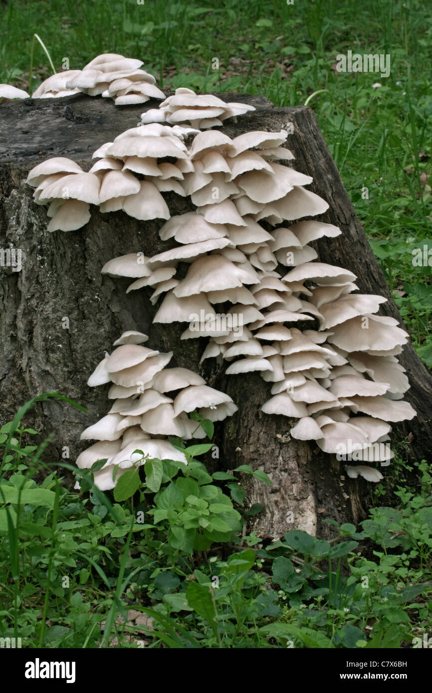 Grey Oyster (Pleurotus Pulmonarius) Stockfoto