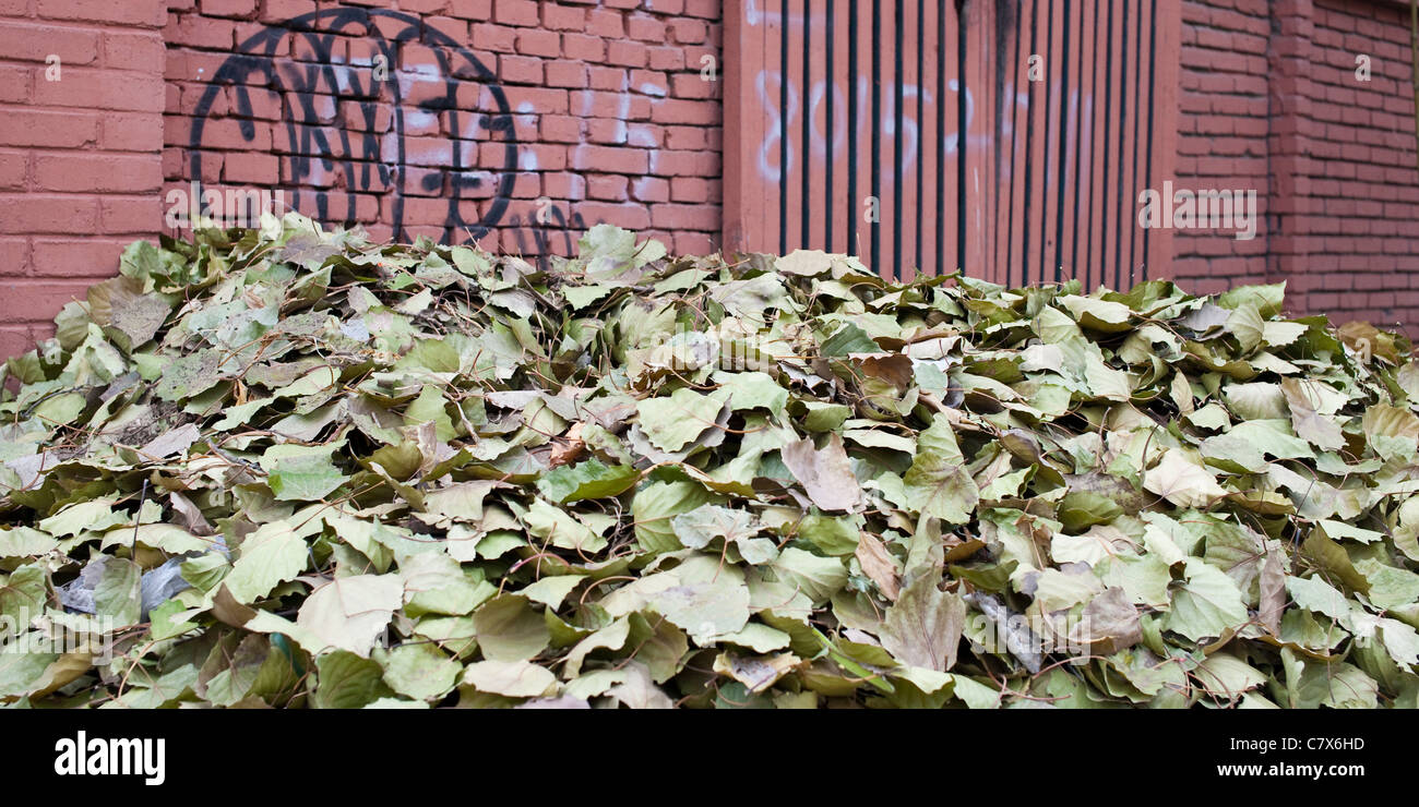 Ein Haufen Blätter im Winter in 798 Art District, Beijing Stockfoto