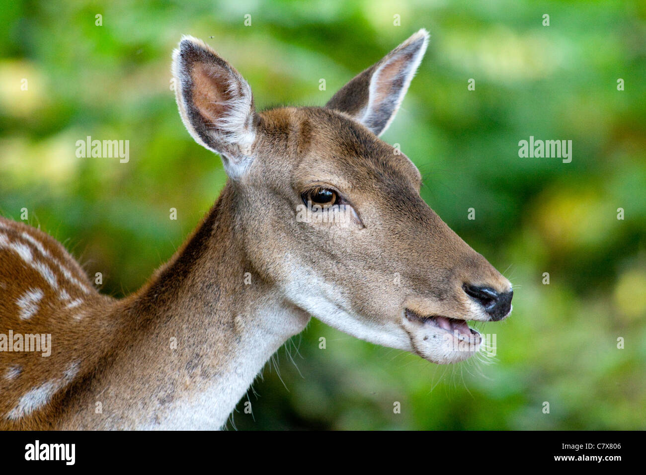 Damhirsch Stockfoto