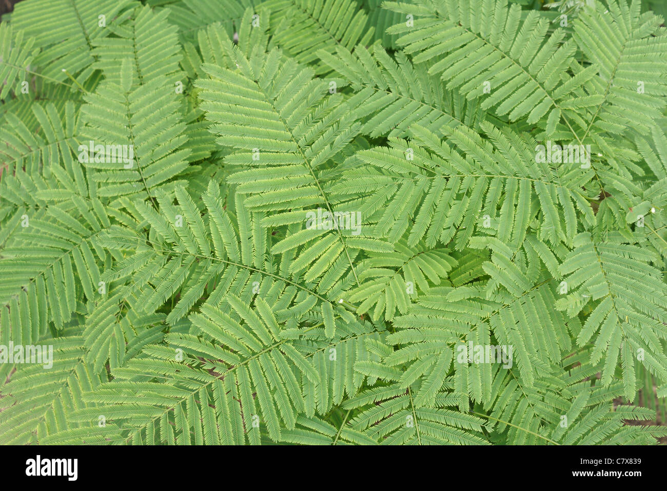 Acacia Pennata oder Acacia Insuavis Lace-Hintergrund Stockfoto