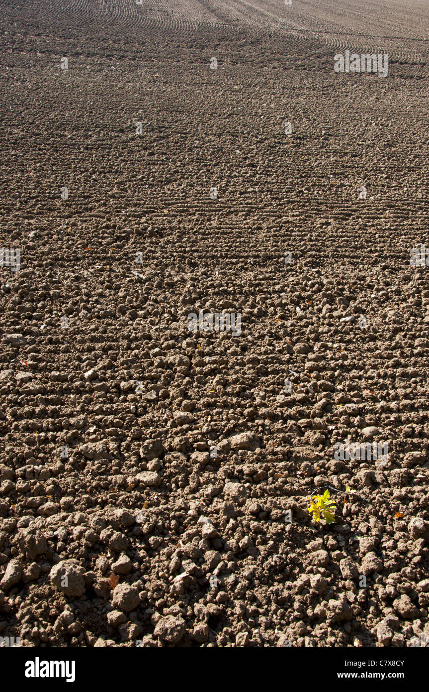 Geräumte und eggte Feld Stockfoto