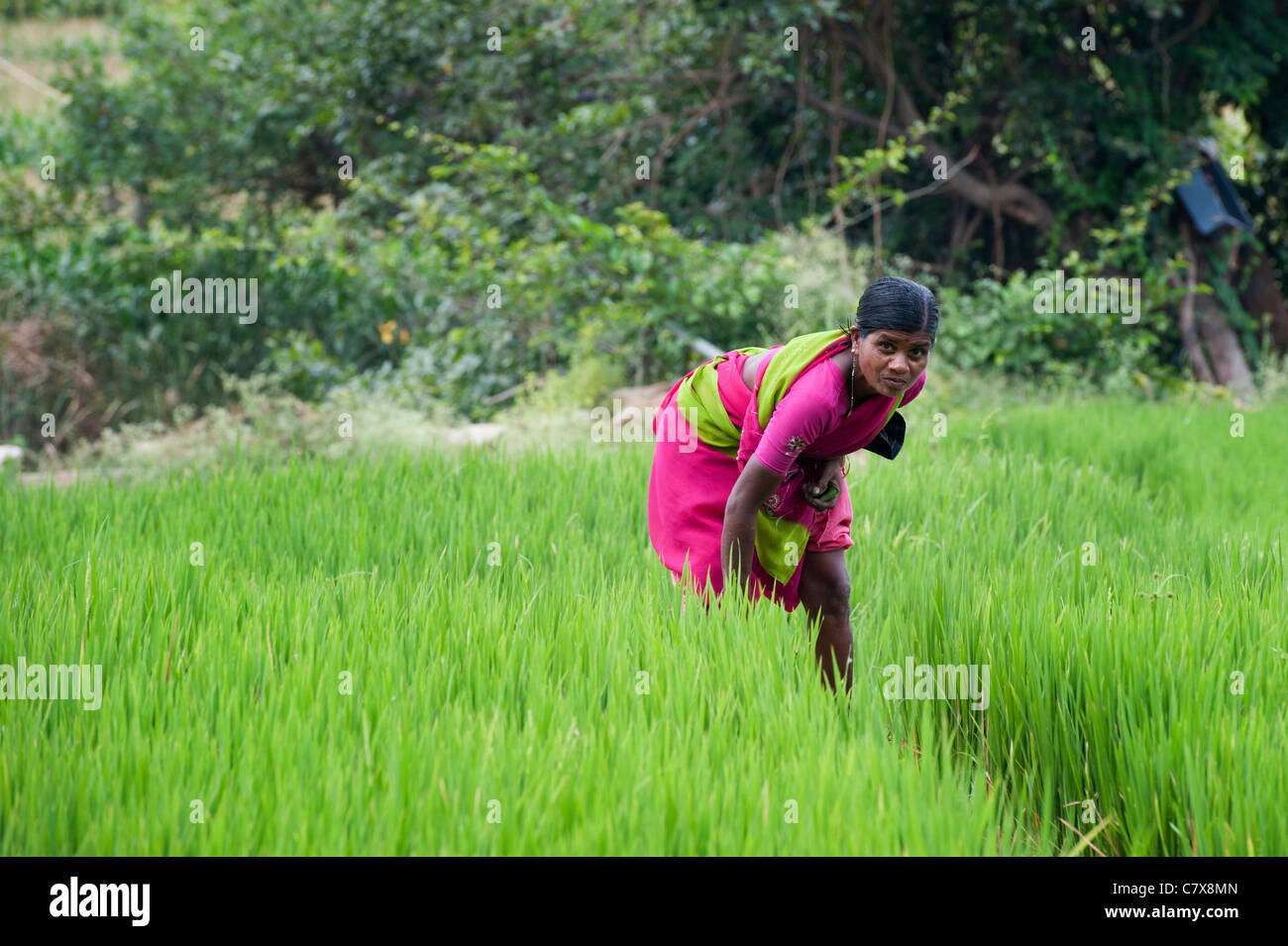 Indische Frauen in rosa Sari in einem Reisfeld Paddy in Indien Stockfoto