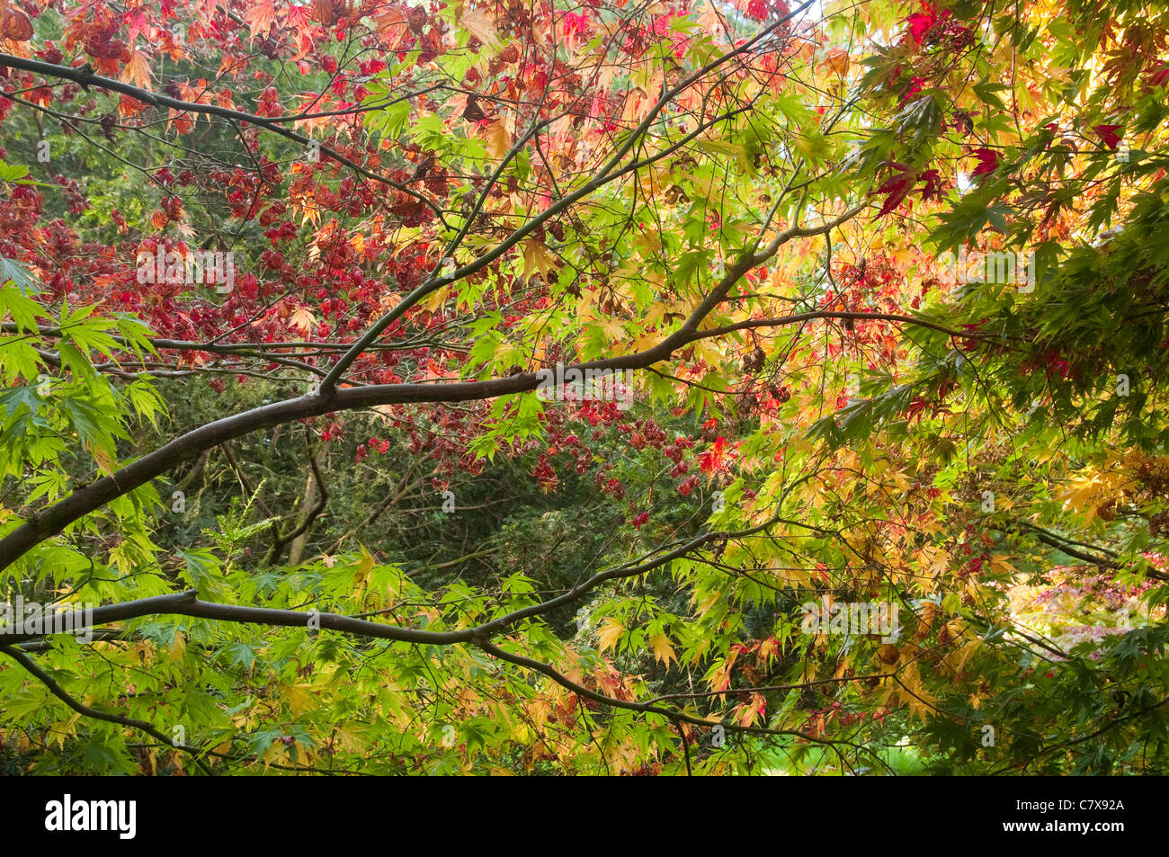 Buntes Herbstlaub - Äste und Zweige des japanischen Ahorne mit einer Mischung der Farben rot, orange und grün. UK Stockfoto