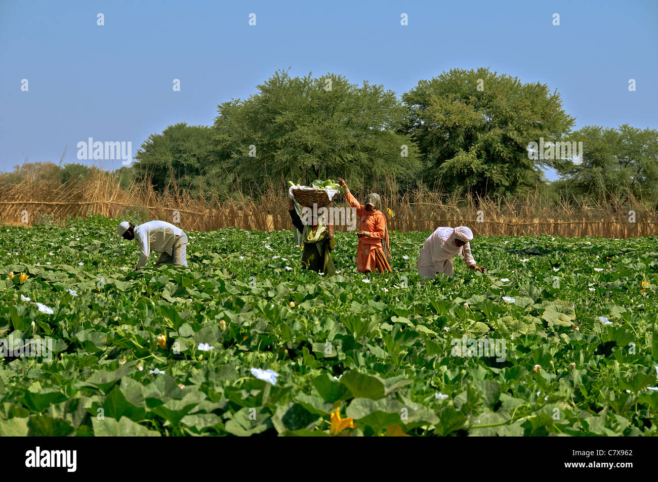 Landarbeiter, die Sammlung von Cougettes und Zucchini Karauli Rajasthan Indien Stockfoto
