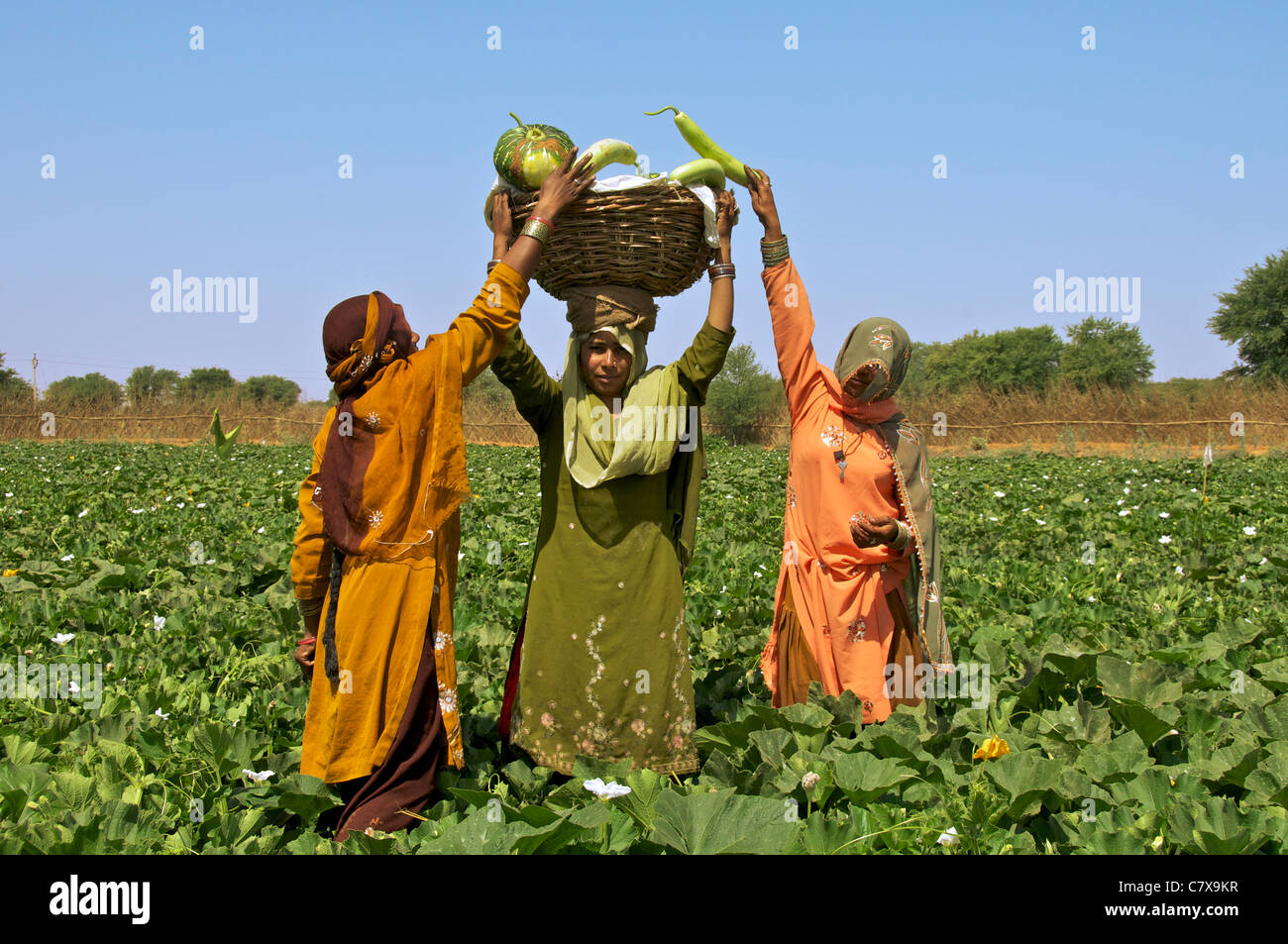 Drei Frauen sammeln Cougettes und Zucchini Karauli Rajasthan Indien Stockfoto