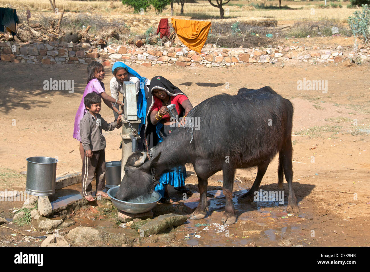 Dorfbewohner waschen Büffel Karauli Rajasthan Indien Stockfoto