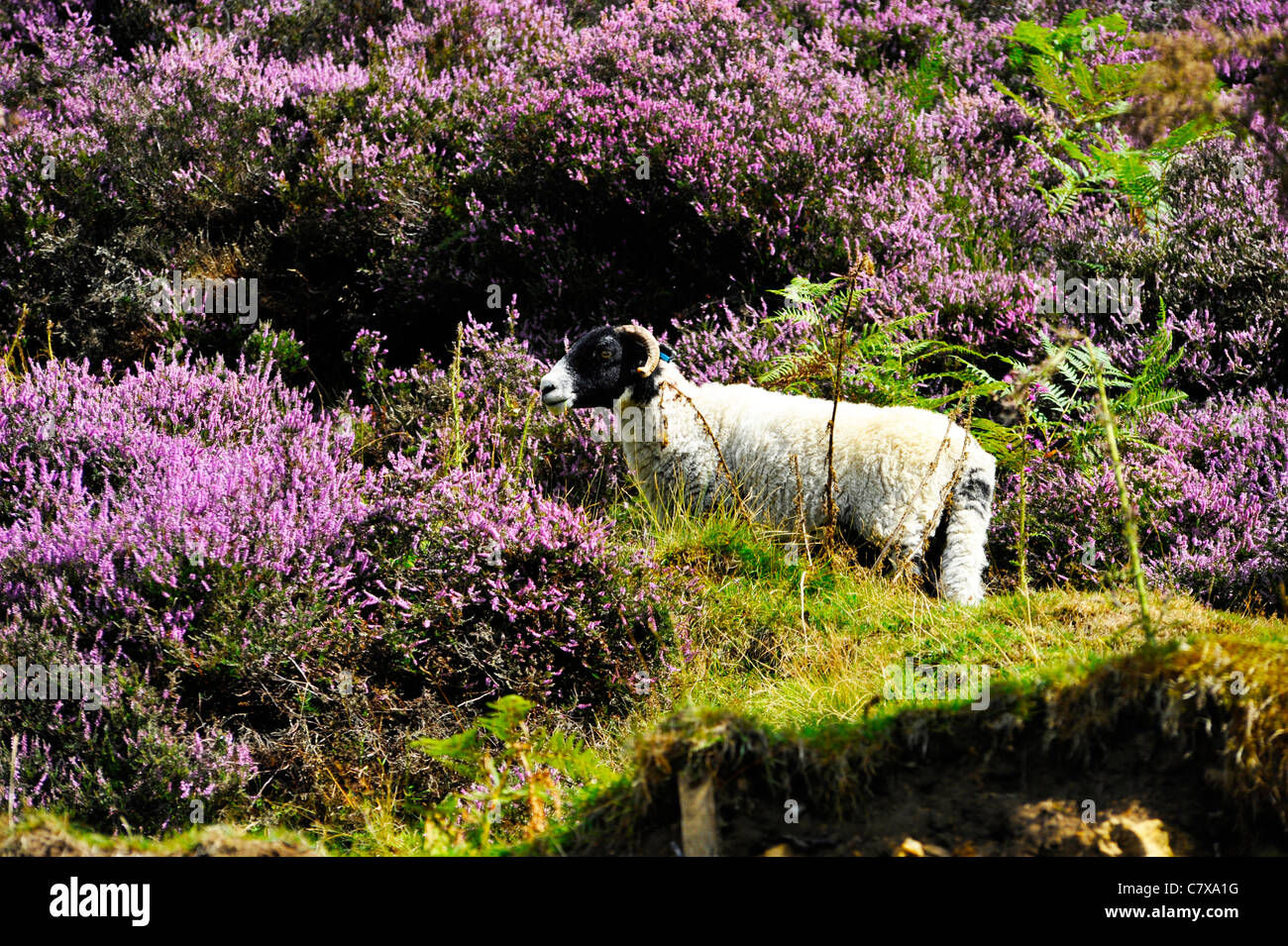 Ein Schaf auf der North Yorkshire Moors Stockfoto