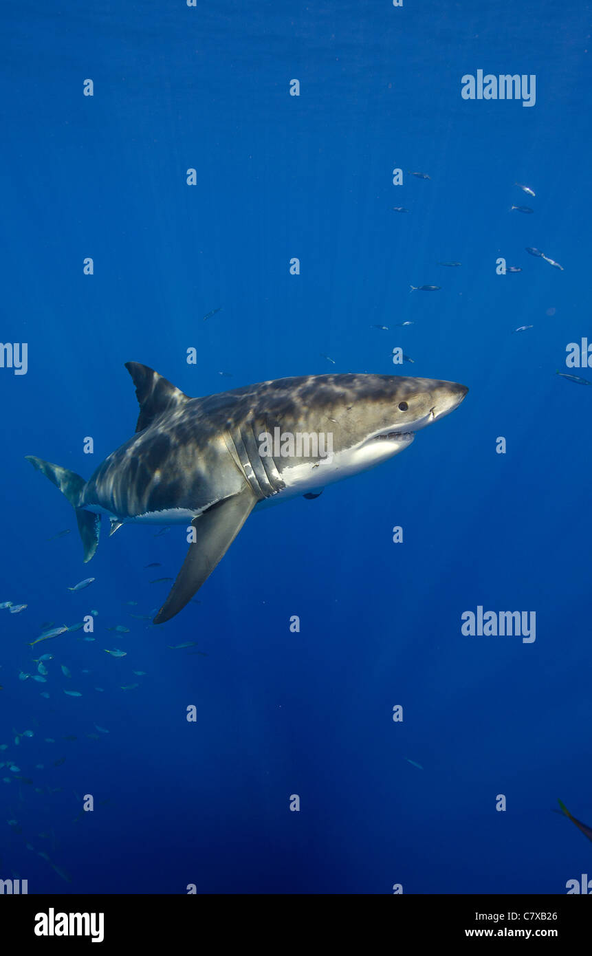 Weißer Hai in blauem Wasser, unter Wasser, Insel Guadalupe, mächtig, gefährlich, Kiefer, blaues Wasser, gute Sicht, Tauchen, Stockfoto