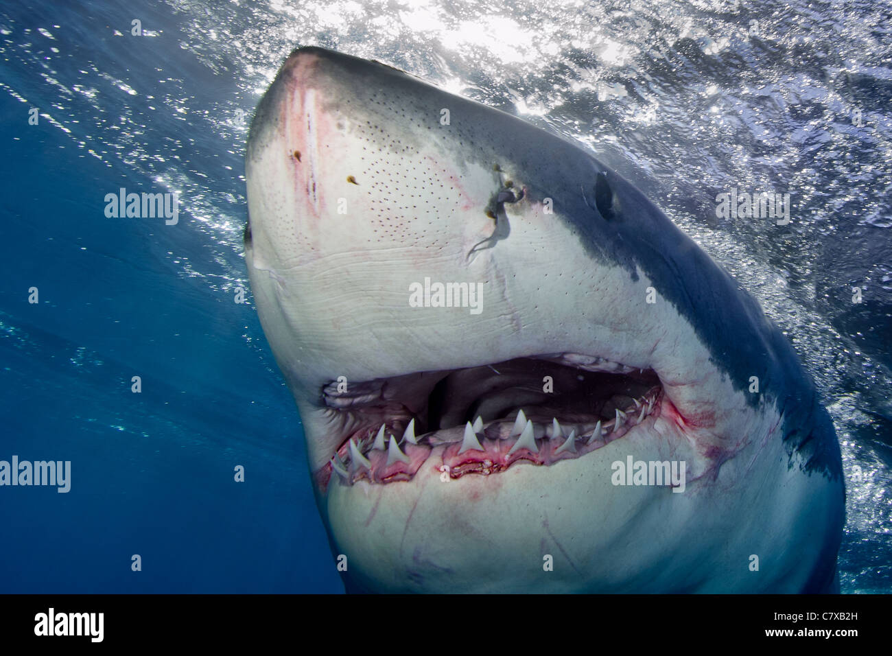 Weißer Hai in blauem Wasser, Unterwasser, großer Mund, Zähne, Kiefer, Insel Guadalupe, Oberfläche, seichtes Wasser, Käfigtauchen, Stockfoto