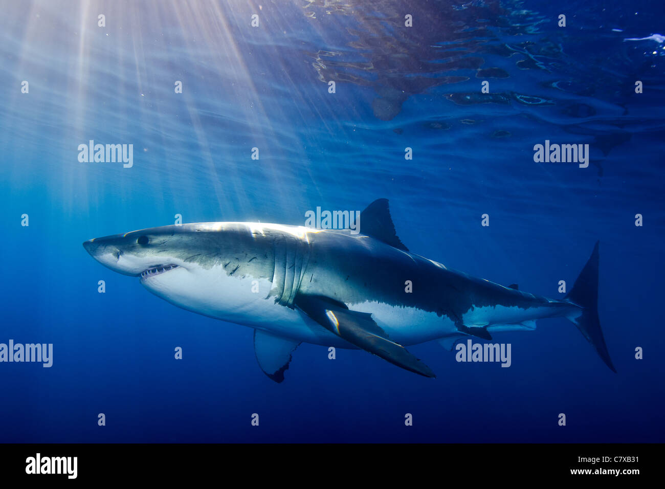 Weißer Hai in blauem Wasser, unter Wasser, Sonnenstrahlen, Blauwasser, Flachwasser, Ozean, Raubtier, Sporttauchen, beängstigend, der weiße Hai Stockfoto