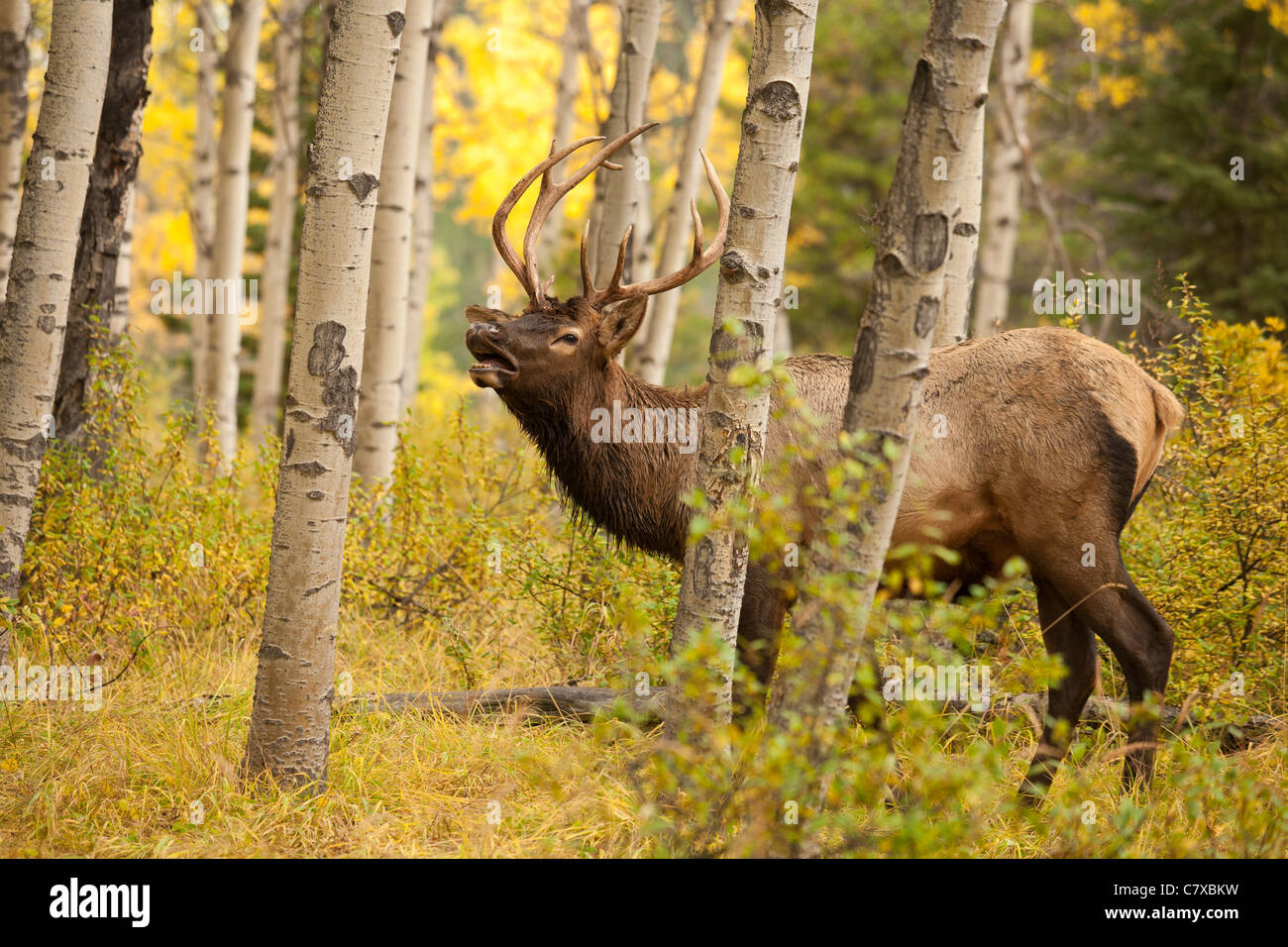 Junger Stier Elch hallten in aspen Wald während der jährlichen Herbst Brunft-Jasper National Park, Alberta, Kanada. Stockfoto