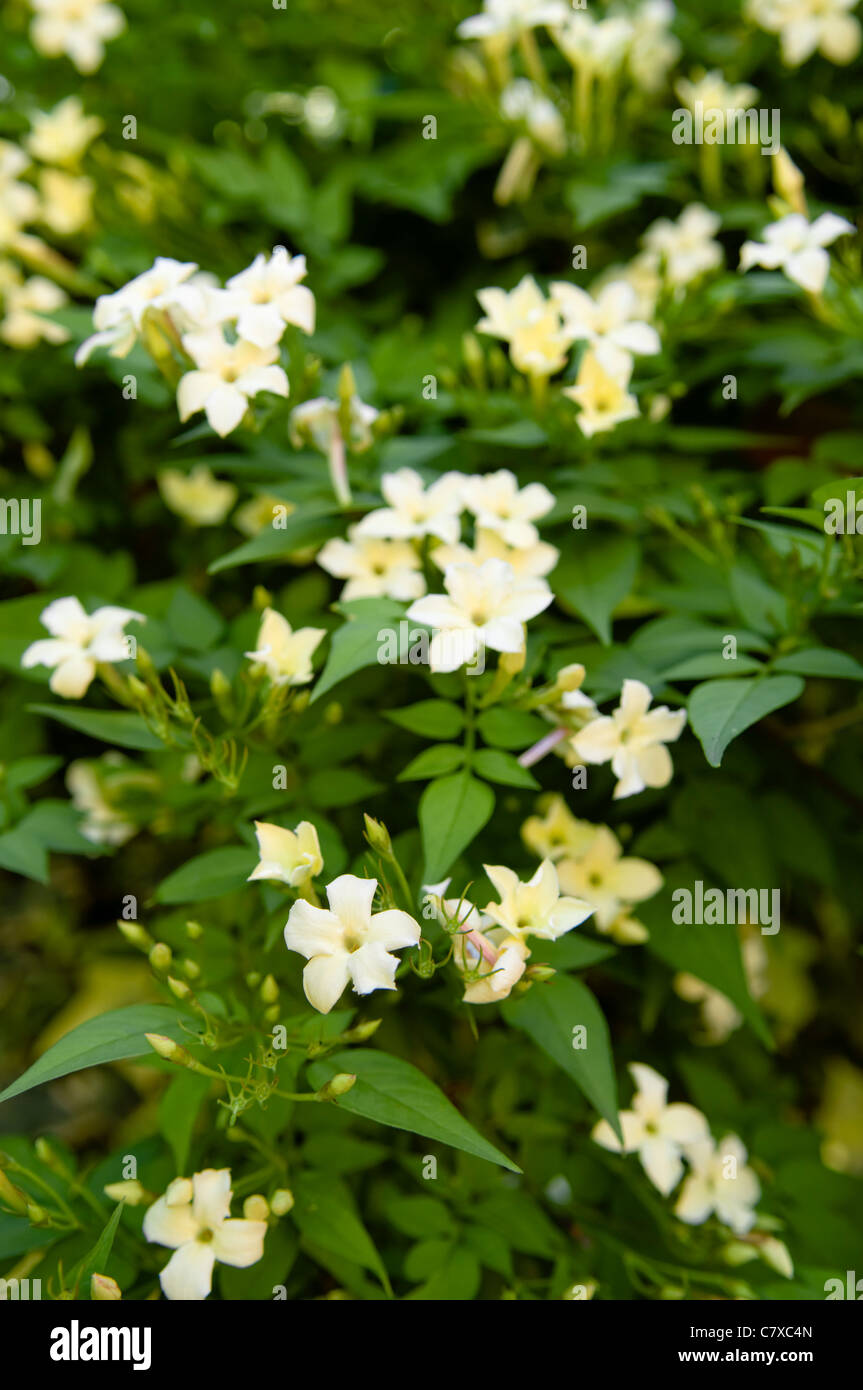 Yellow flowering shrub Fotos und Bildmaterial in hoher Auflösung Alamy
