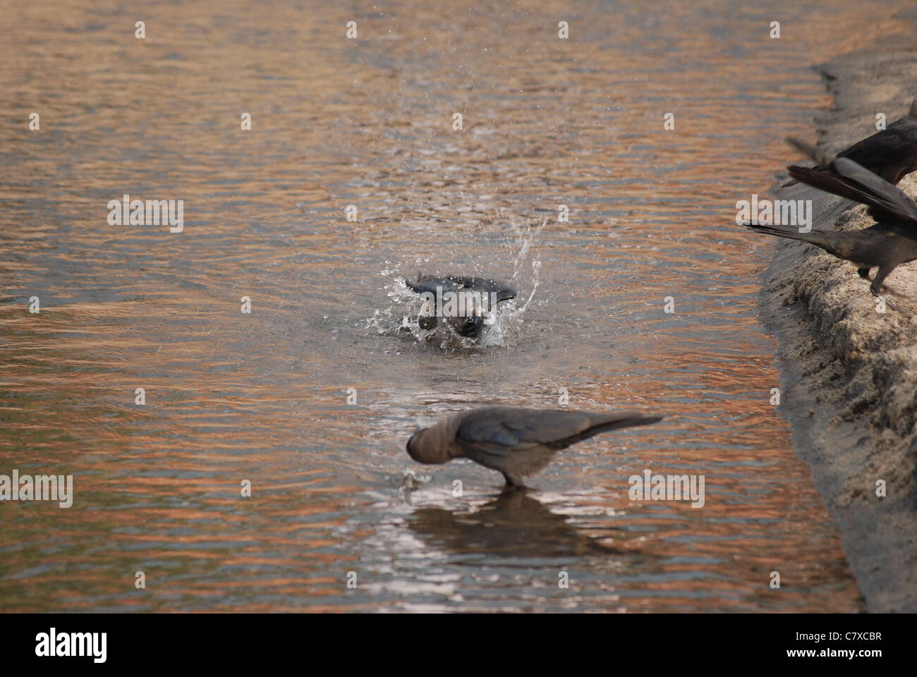 Krähe, Baden Stockfoto