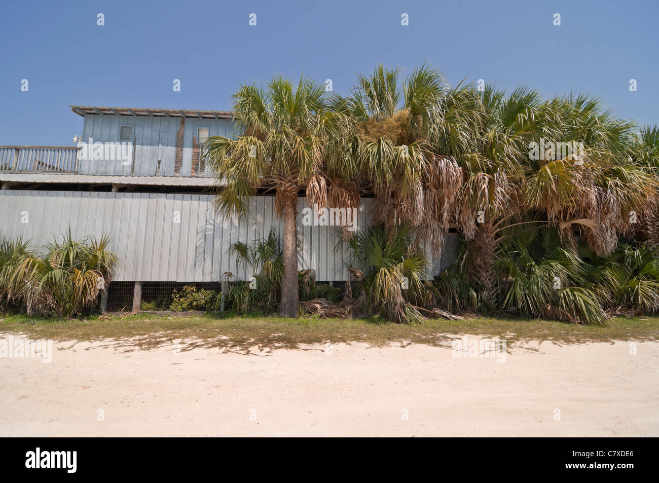 Sabal Palmetto Bäume übernehmen Altbauwohnung in funky Golf Küste Stadt Horseshoe Beach Florida. Stockfoto