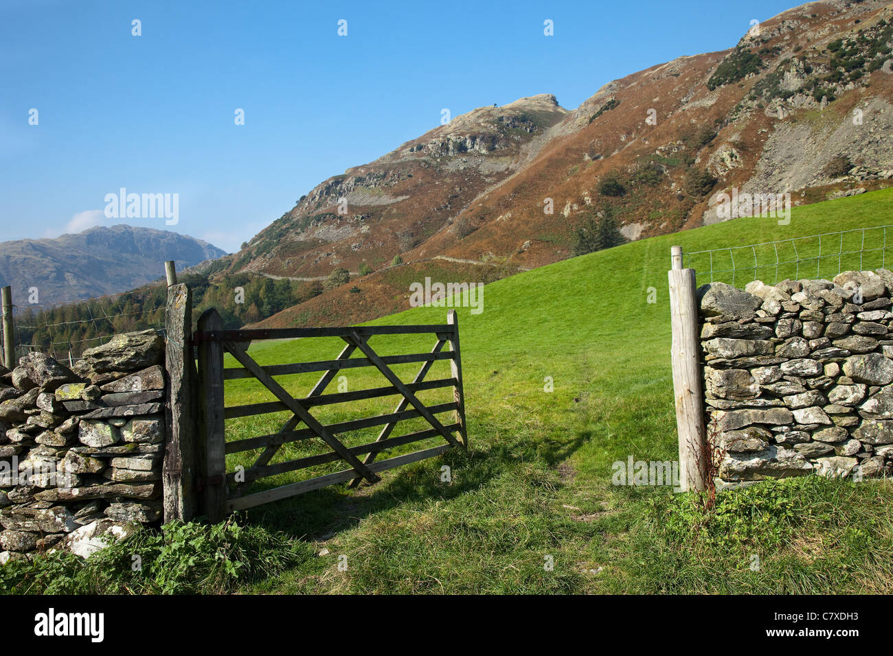 Hölzerne Farm Tor in trockenem Stein Wand öffnet sich auf die Hügel Farmen und Felder von Little Langdale, Landschaften von Cumbria, Lake District, Großbritannien Stockfoto