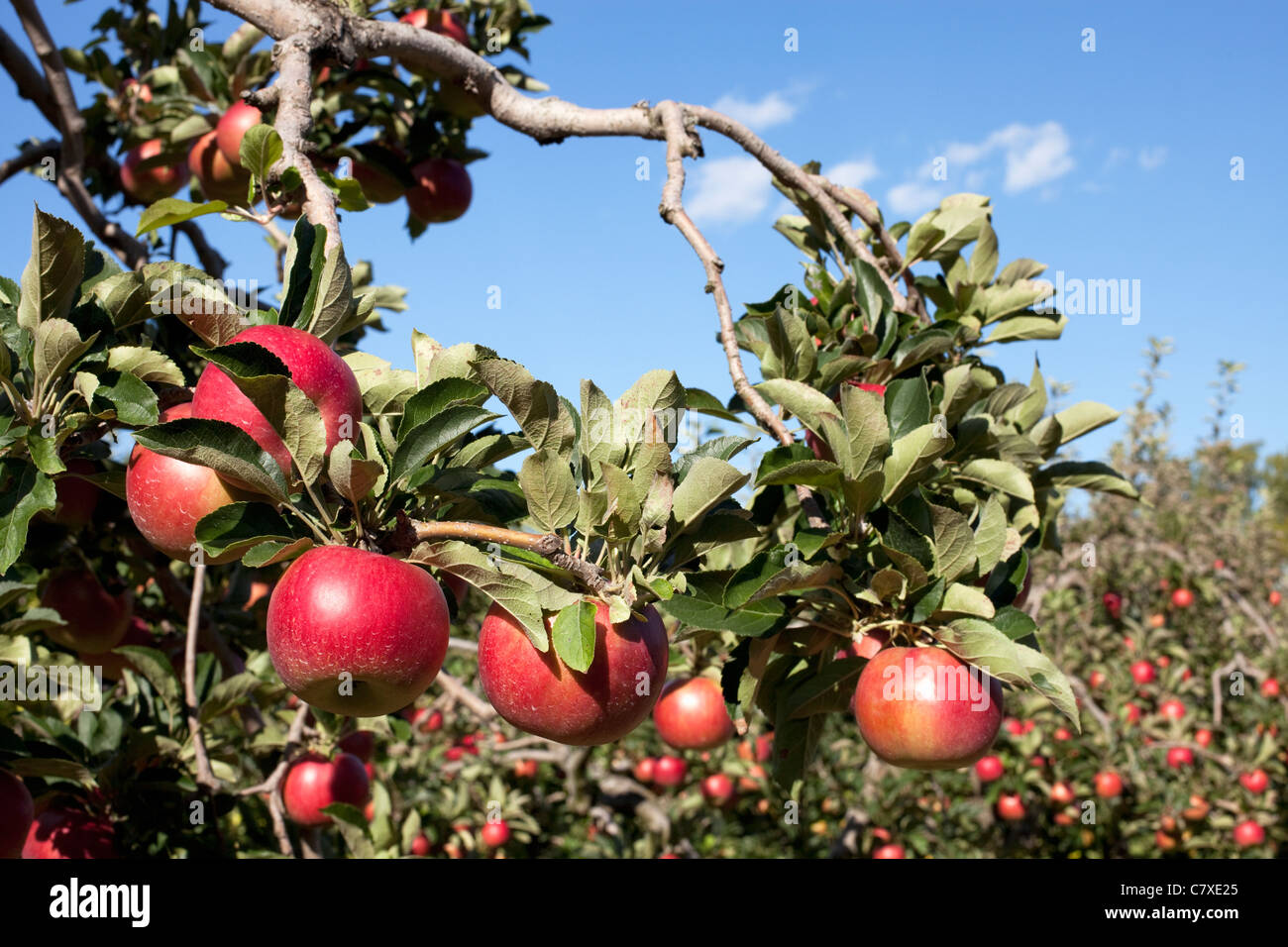 Kanada, Ontario, Vineland, Reife rote Äpfel auf einem Apple-Ast Stockfoto
