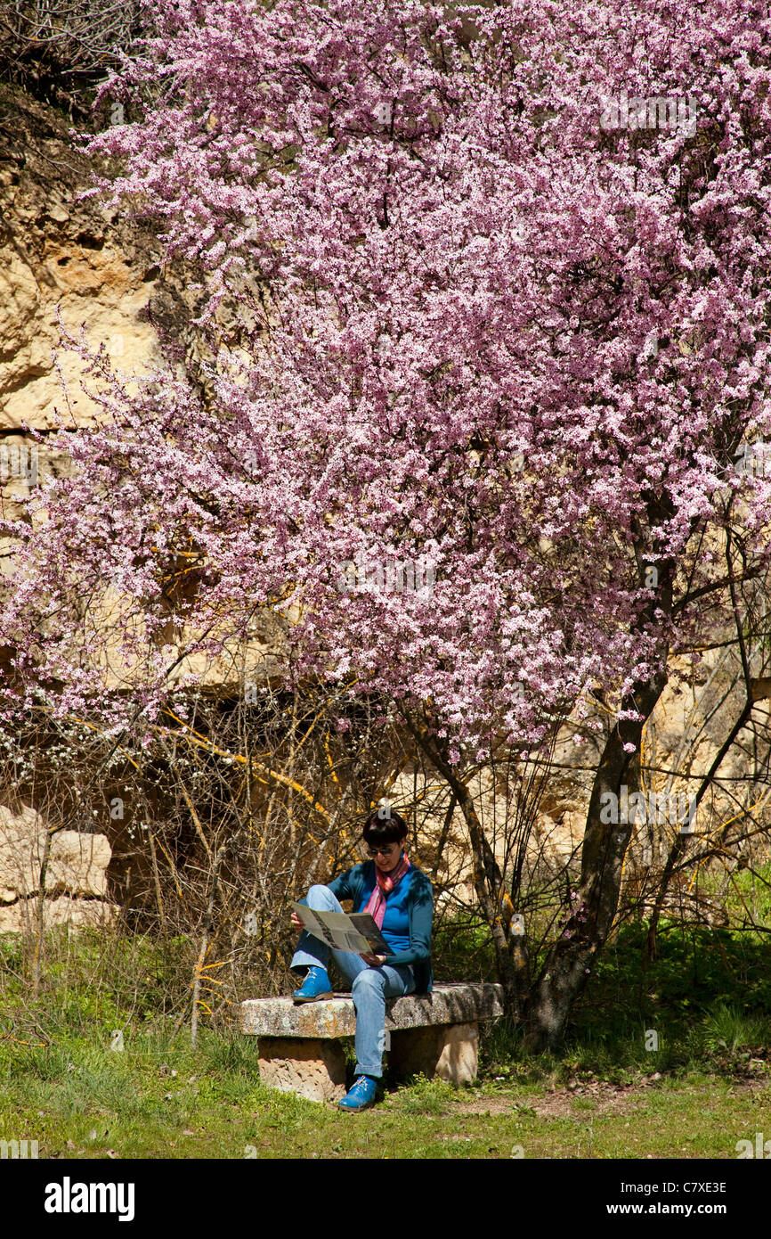 Baum in voller Blüte und Frau liest Segovia Spanien Castilla Leon Arbol de Flor y Mujer Leyendo Segovia Castilla Leon España Stockfoto