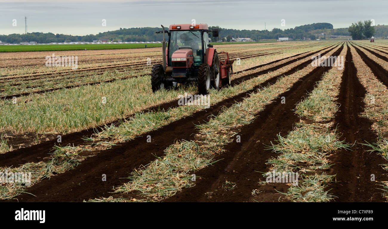 Traktor Mähdrescher Reifen Zwiebeln auf einem Bauernhof Holland Sumpf trocknen herausziehen ziehen Stockfoto