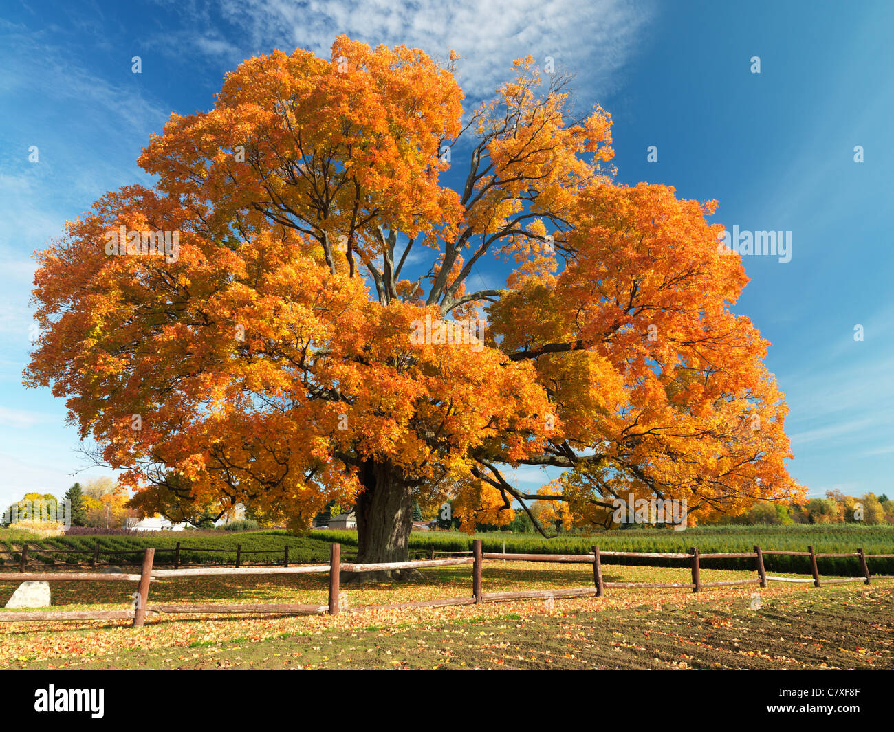 Kanada, Ontario, Fonthill, der Comfort Maple, ein Ahornbaum in voller Herbstfarbe, ist einer der ältesten Bäume Kanadas, der über 450 Jahre alt ist Stockfoto