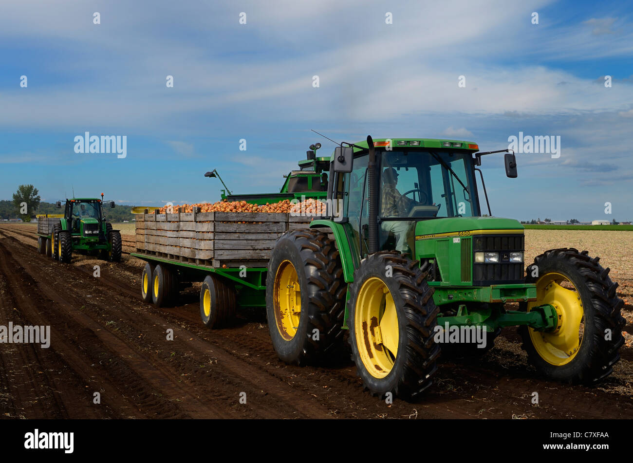 Zwiebel harvester Befüllen Behälter auf einem Tieflader Traktor mit nächsten Traktor bei Holland Marsh Farm warten Stockfoto