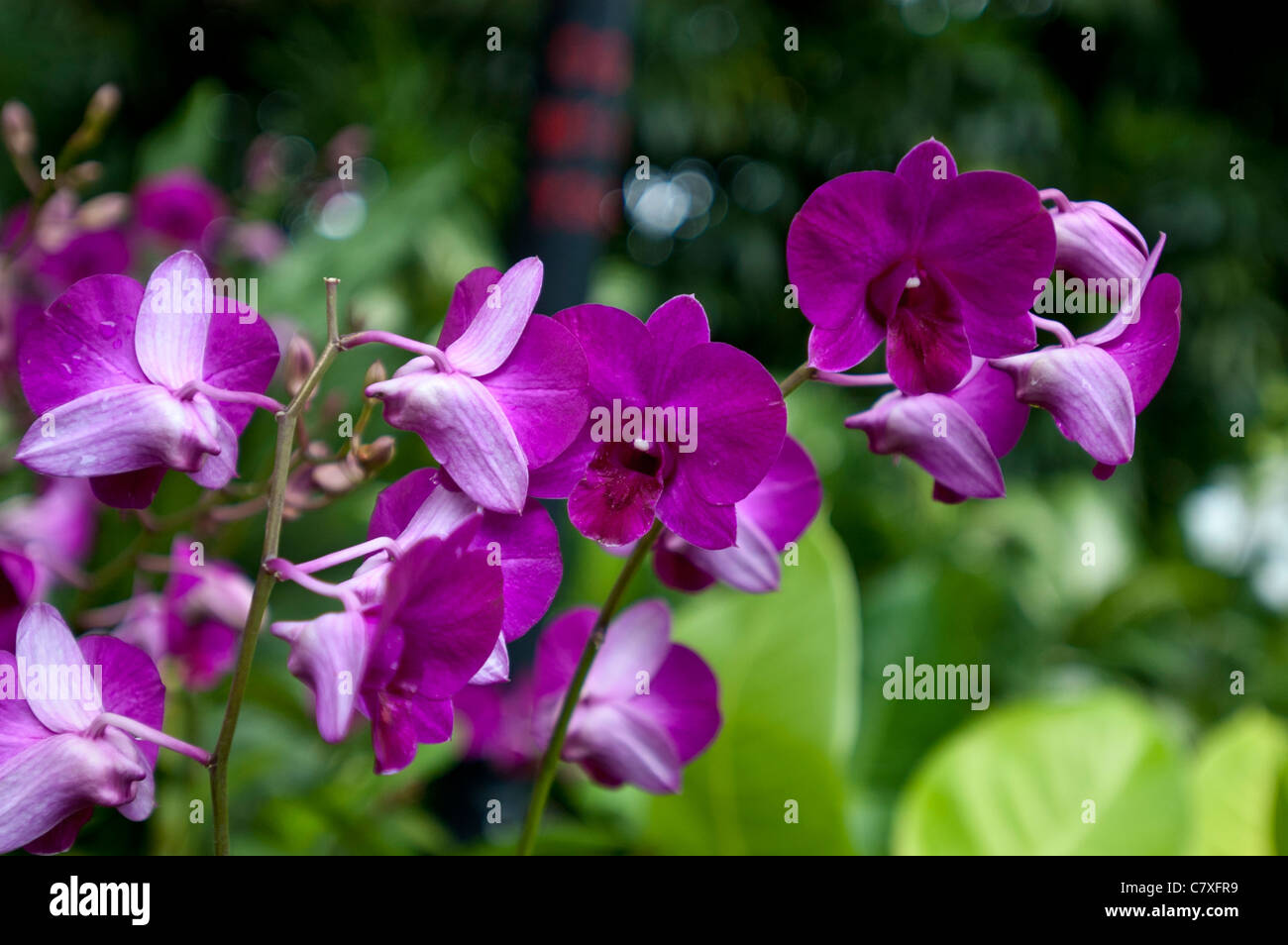 Singapur-Orchideen in Singapur Orchidee Garten gesehen Stockfoto