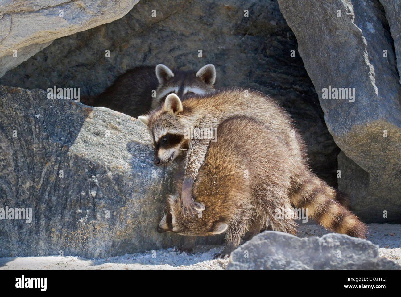 Spielen junge Waschbären (Procyon Lotor). Stockfoto