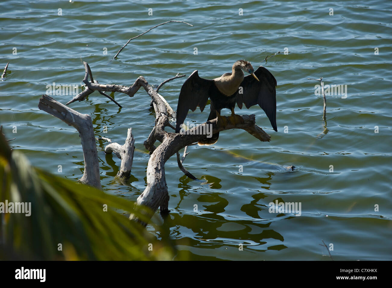 Kormoran in Venice Florida rookery Stockfoto