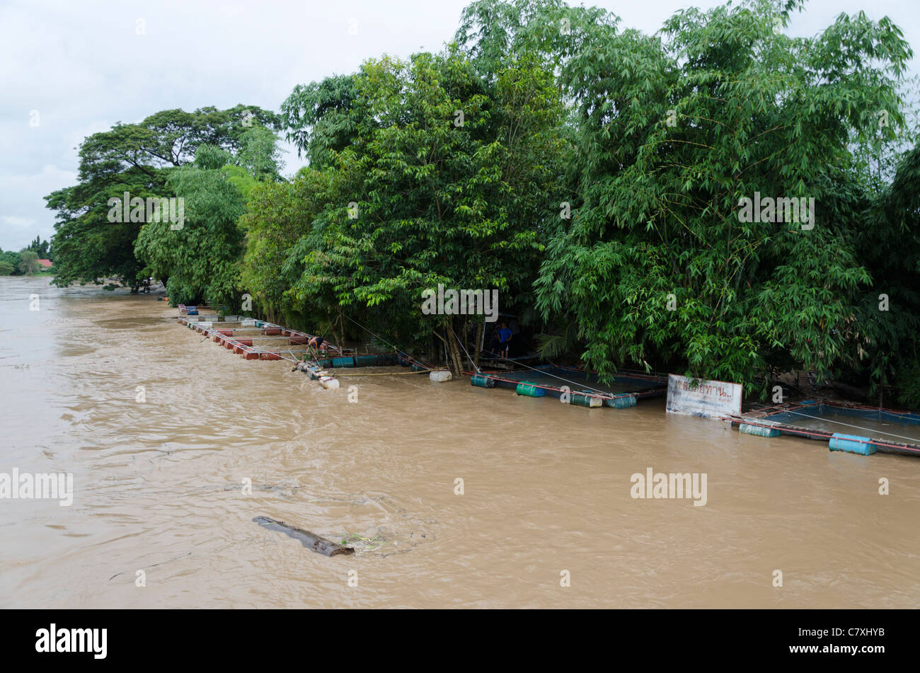 Schwimmende Netzstrümpfe verwendet für die Fischzucht sind gegen versunkene Bäume von Männern zu verhindern, dass weiteren Schäden Fluss Hochwasser gesichert. Stockfoto