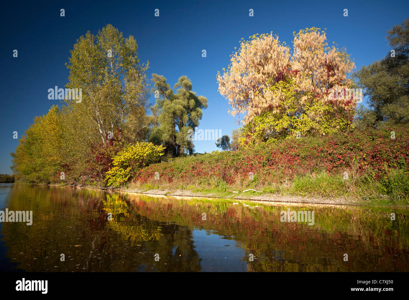 Im Herbst, die Anliegerstaaten Zone von den Ufern des Allier Flusses (Frankreich). Auf der rechten Seite des Fotos sieht man ein Acer Negundo. Stockfoto