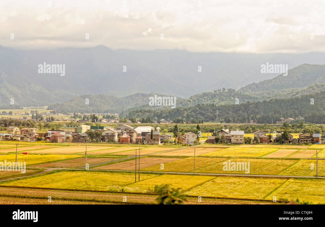 Blick auf die Landschaft in Japan zeigt Reisfelder im Herbst / Herbst mit Bergen (Japanische Alpen) im Hintergrund. Stockfoto