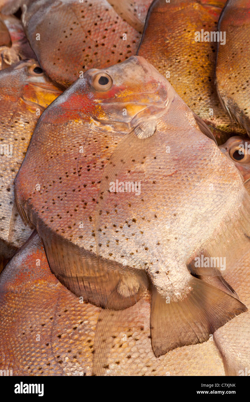 Fische zu verkaufen, Kundasang Markt, Sabah, Malaysia Borneo Stockfoto