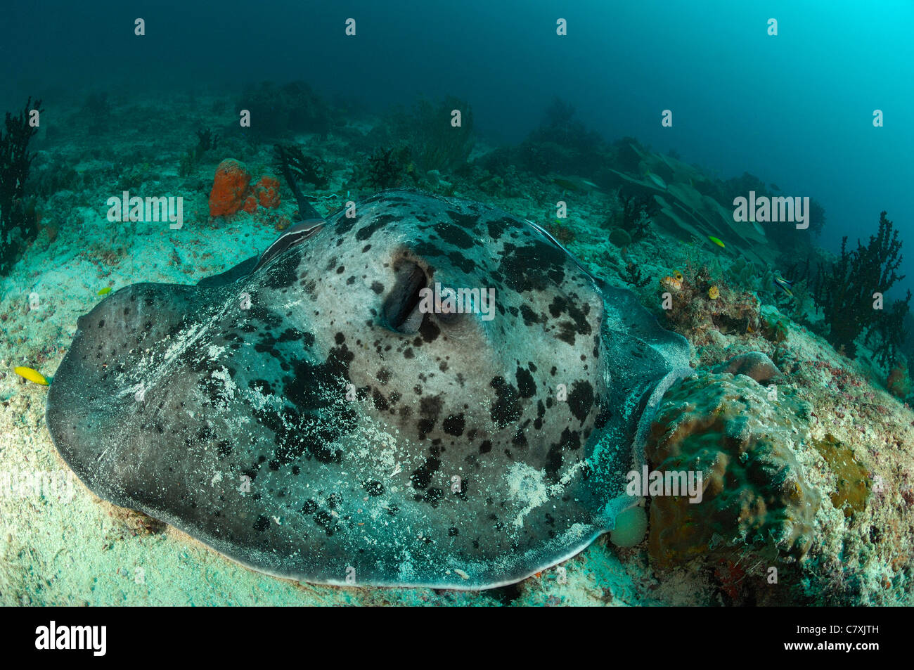 Black-spotted Stingray Taeniura Meyeni, Raja Ampat, West Papua, Indonesien Stockfoto