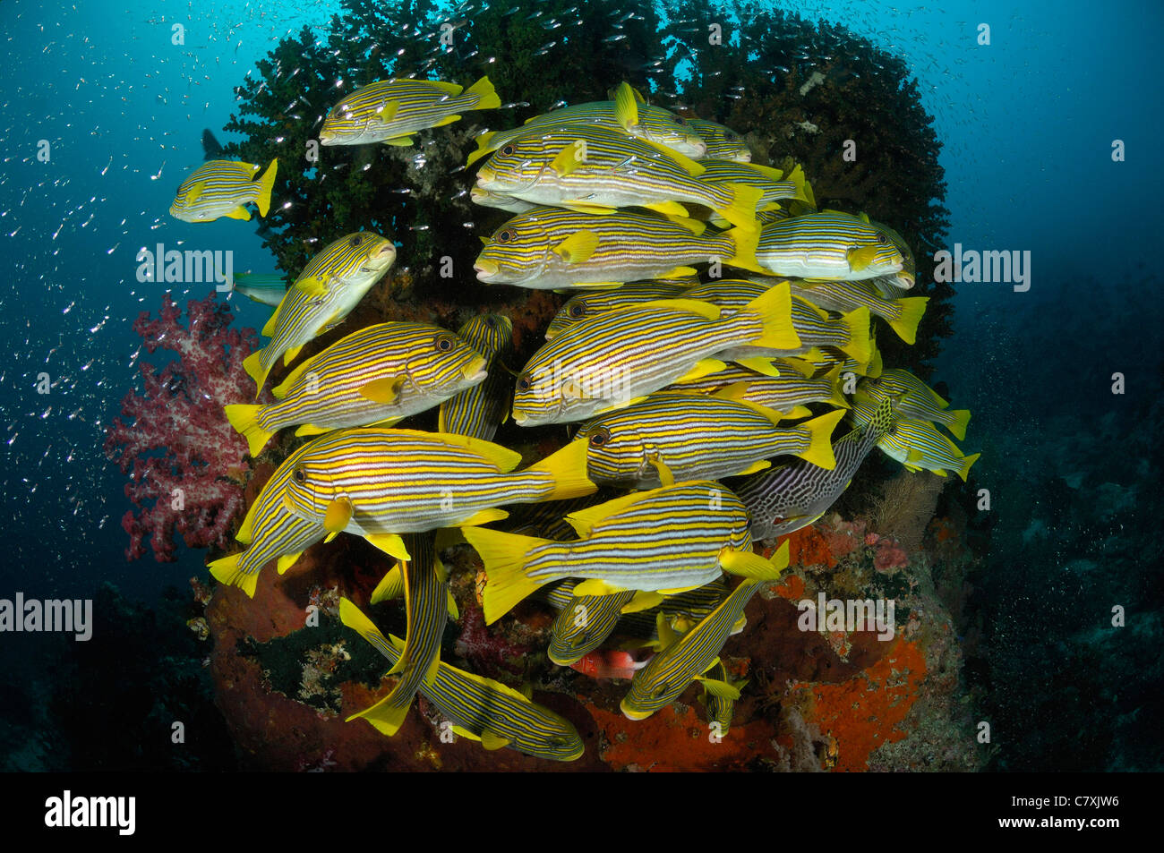 Fischschwarm von gelb-Band Süßlippen, Plectorhinchus Polytaenia, Waigeo, Raja Ampat, West Papua, Indonesien Stockfoto