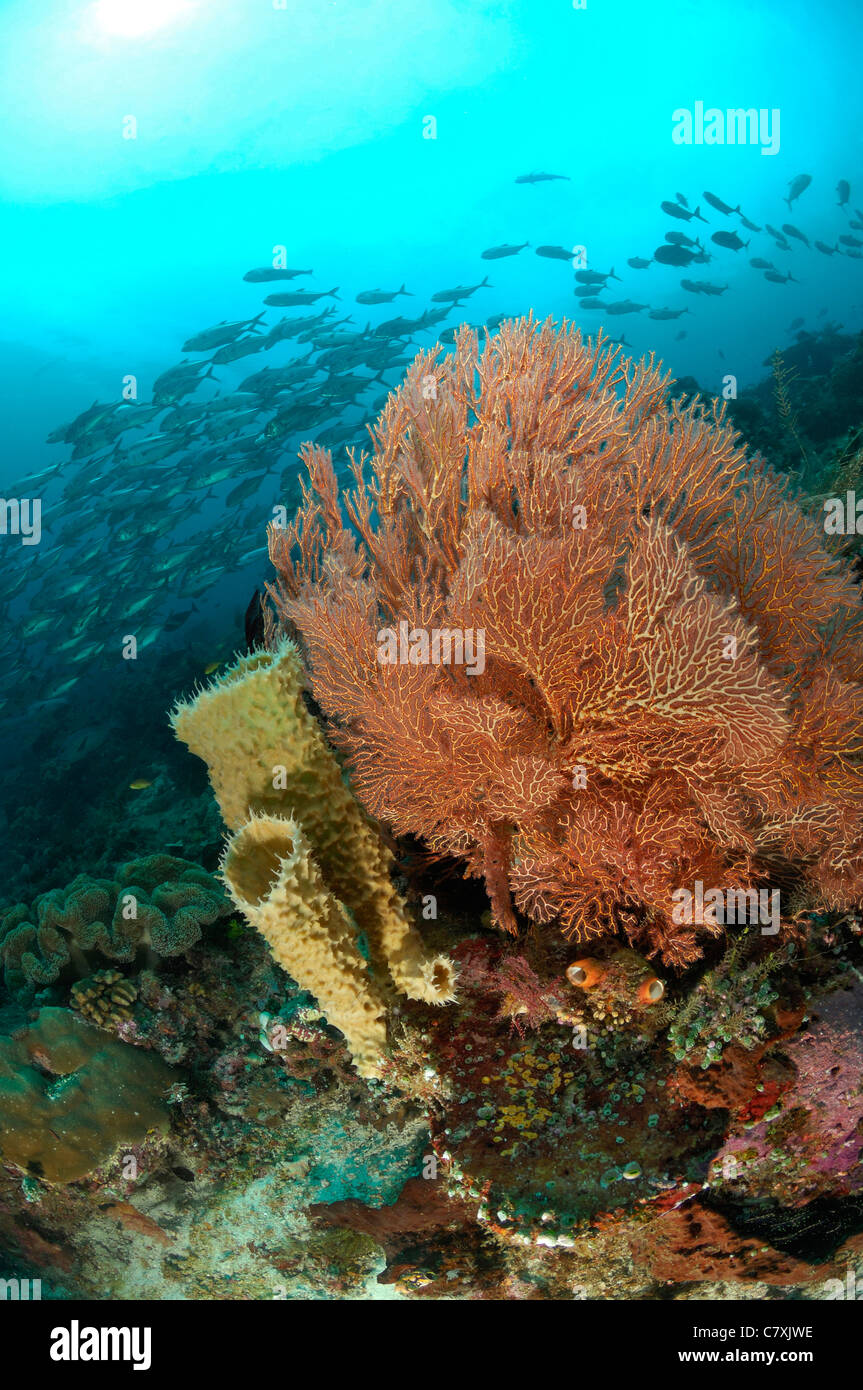 Korallenriff mit Seafan, Melithaea SP., Waigeo, Raja Ampat, West-Papua, Indonesien Stockfoto