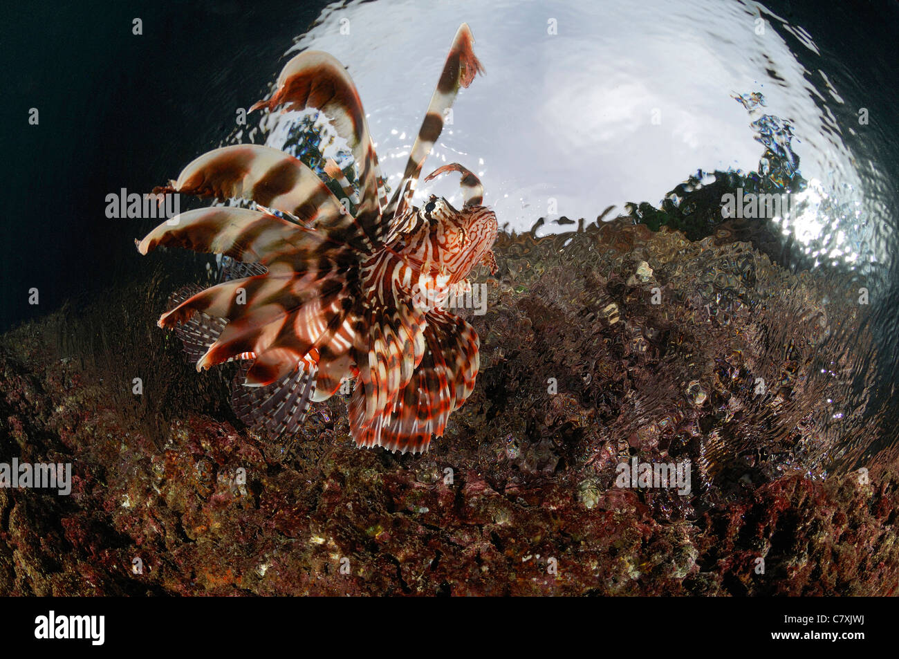 Feuerfische in der Nähe von Oberfläche, Pterois Volitans, Waigeo, Raja Ampat, West Papua, Indonesien Stockfoto