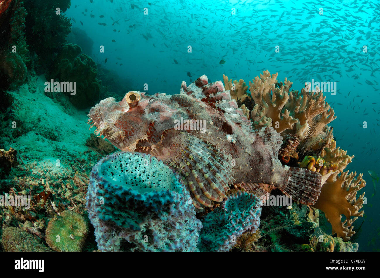 Papua Drachenköpfe im Korallenriff, Scorpaenopsis Papuensis, Raja Ampat, West Papua, Indonesien Stockfoto