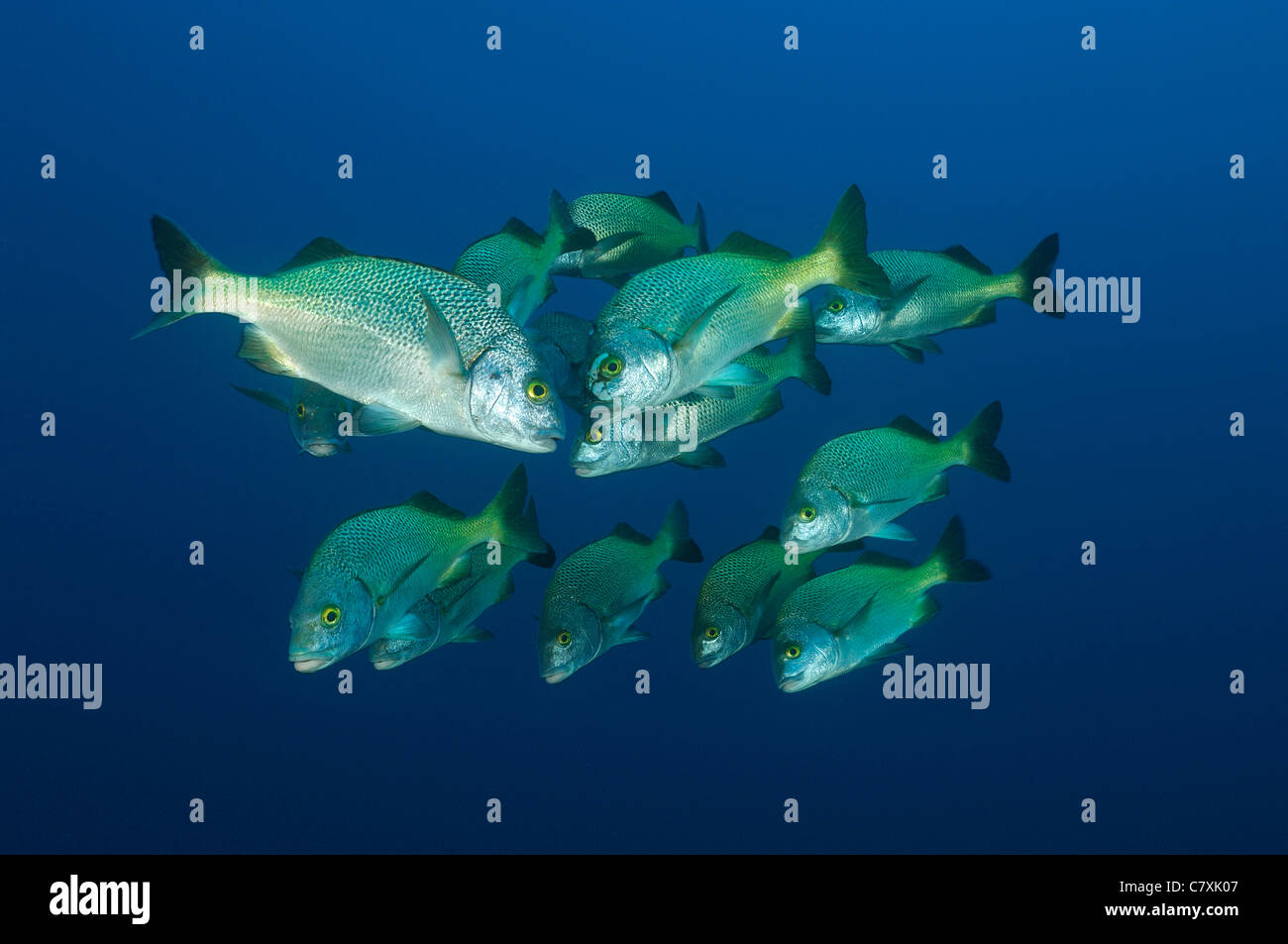 Shaol Grunt, Anisotremus SP., Socorro, Revillagigedo-Inseln, Mexiko Stockfoto