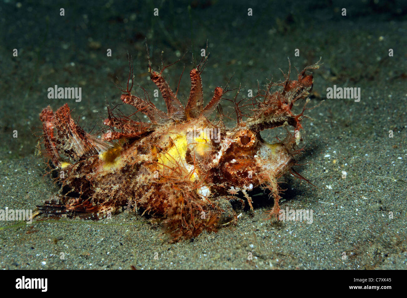 Ambon Drachenköpfe, Pteroidichthys Amboinensis, Lembeh Strait, Sulawesi, Indonesien Stockfoto