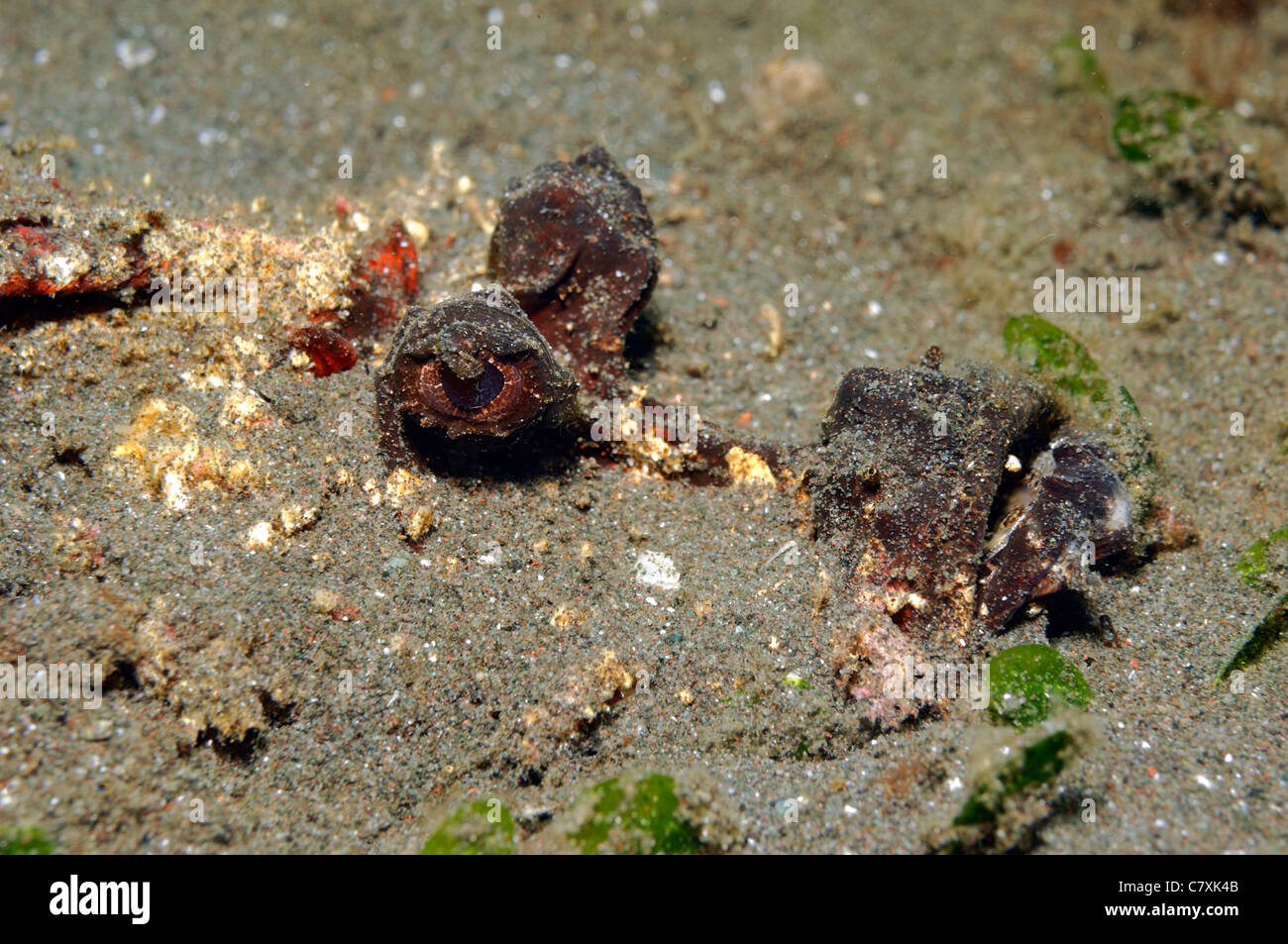 Stachelige Devilfish verbirgt sich unter Sand, Inimicus Didactylus, Lembeh Strait, Sulawesi, Indonesien Stockfoto