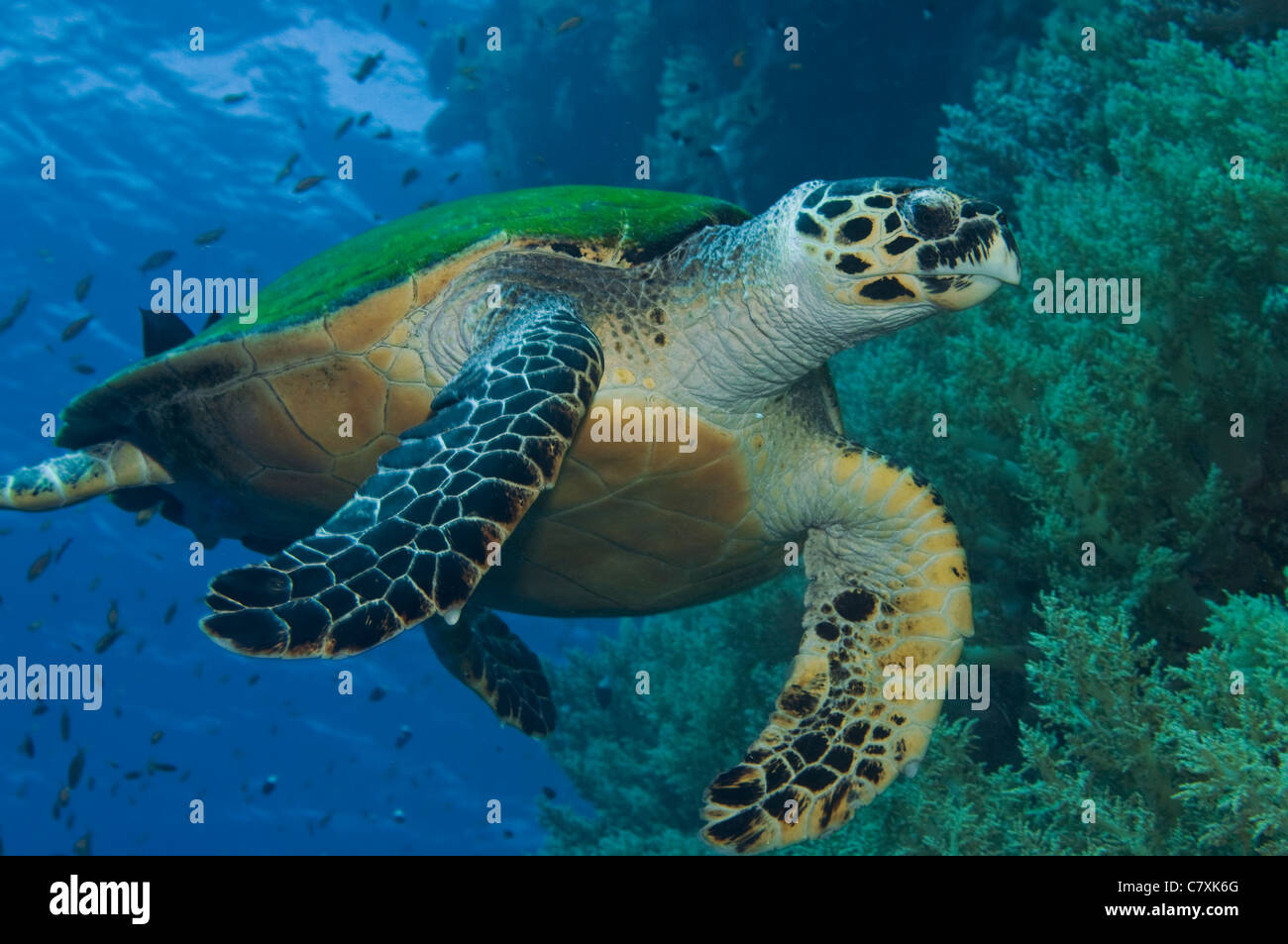 Green Turtle, Chelonia Mydas, Daedalus Riff, Rotes Meer, Ägypten Stockfoto