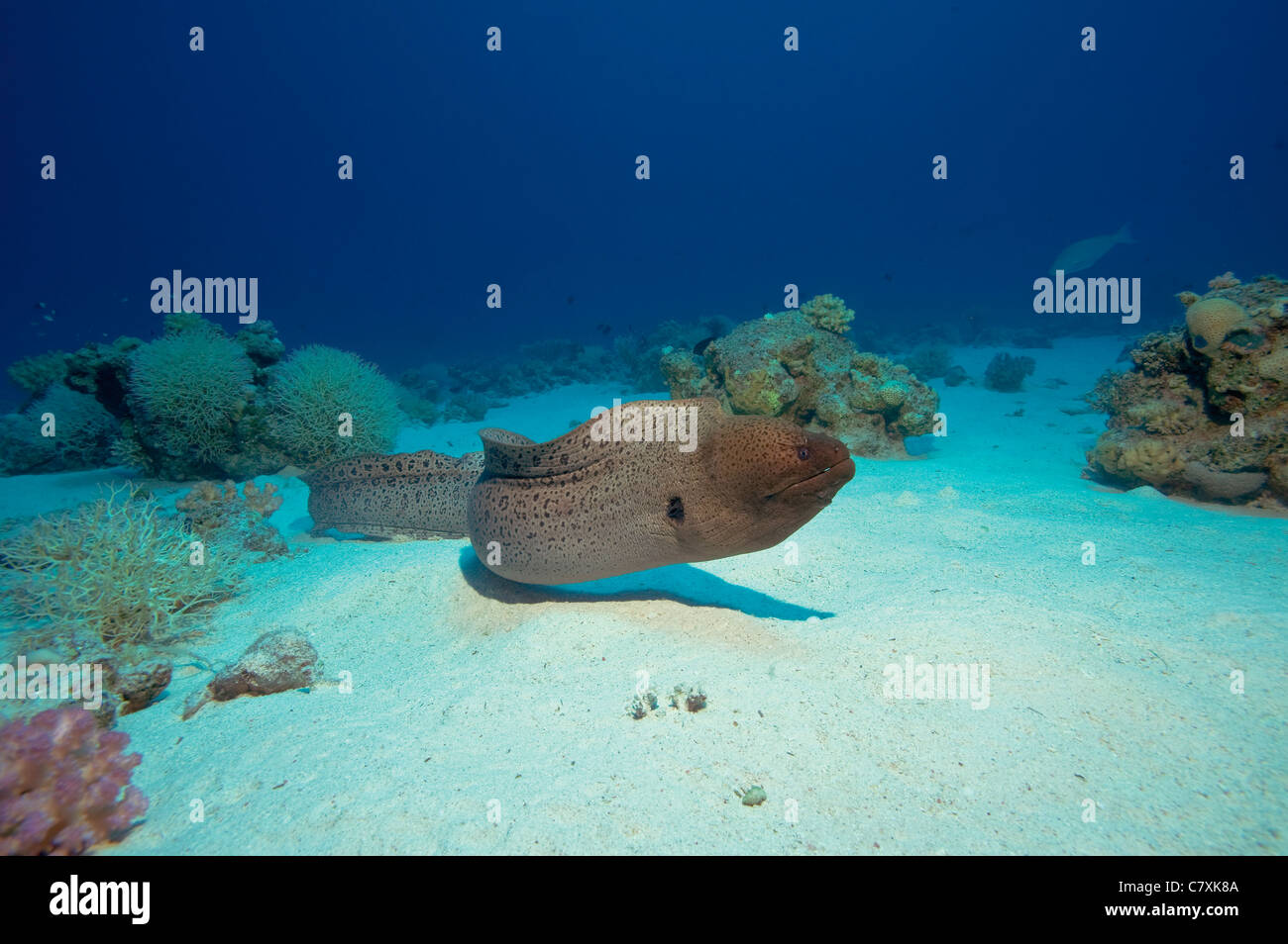 Freies Schwimmen Giant Moray, Gymnothorax Javanicus, Hurghada, Rotes Meer, Ägypten Stockfoto